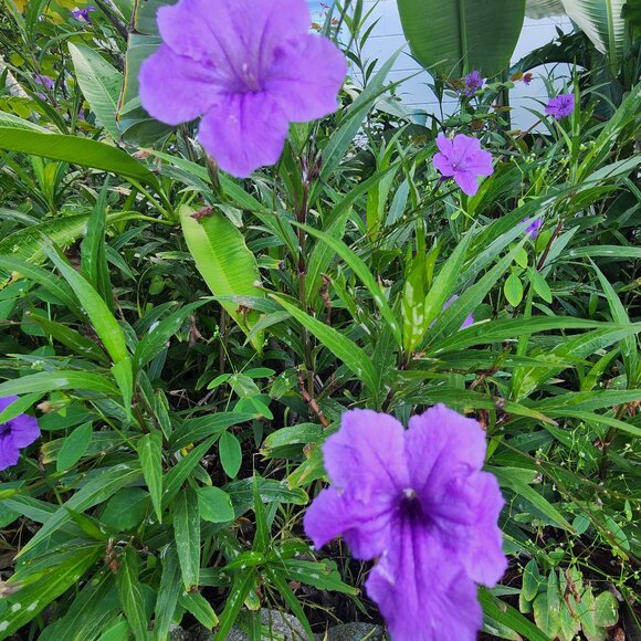 Other - 7 Purple Flowering Mexican Petunia (Ruellia simplex) Unrooted Stem Cuttings